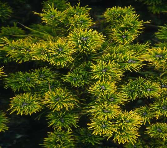 Pinus mugo 'Carsten' (Carsten's Wintergold') Variety slowly growing. Grows 5-7 cm per year. Needles are short, thick, green.