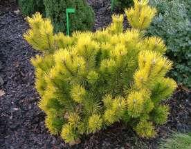 Pinus mugo 'Dezember Gold' Loose shrub with an irregular conformation, growing annually about 15 cm.