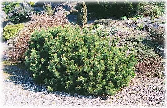 Pinus mugo 'Pumilio' Compact shrub, grows to about 1 m high and 2 m wide, grows about 8 cm per year. Pine dwuigielna. Needles are short, thick-set, intense green.