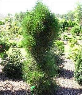 Recommended for planting in groups, individually, in home gardens, rock, hedges, containers. Variety of wide use.