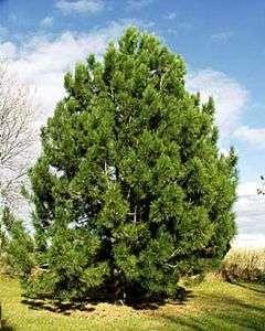 Recommended for home gardens, heather, rock, urban greenery, planted singly or in small groups. Pinus nigra subsp.