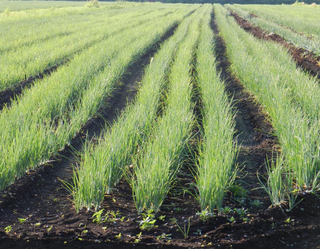 There are several bacterial and fungal diseases that can infect green onion crops as well.