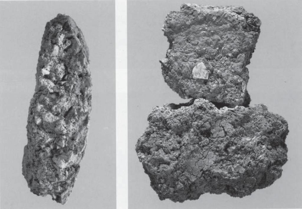 Fig. 2. Early pottery found in Zengpiyan, South China.