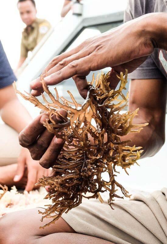 3 2. Seaweed Indonesia is an agrarian country with the size and wealth of the world's largest ocean which has more than 70% sea area of the total country wide.