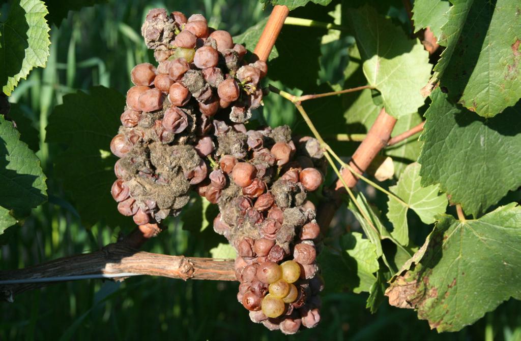 Research News from Cornell s Viticulture and Enology Program Research Focus 2016-4 Research Focus Botrytis Bunch Rot: A Disease Requiring Integrated Control Wayne F.