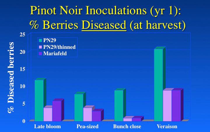injury sites attacked by Botrytis. Withering blossom parts, aborted fruitlets, and ripening berries as they near maturity are important senescing tissues with respect to BBR development.