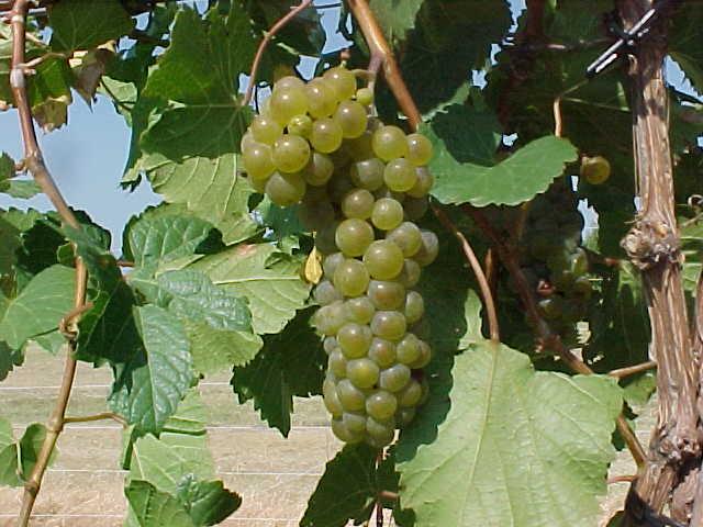 Oklahoma State University and Oklahoma Cooperative Extension Service Le Vigneron A newsletter for the grape growers and wine makers of Oklahoma Volume 6, issue 1 Co-editors: Eric T.