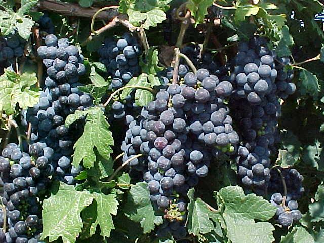 Cultivar Spotlight: Merlot Eric T. Stafne PAGE 10 A very popular red grape that can be used as a varietal wine or in a blend. It has thin skin and mild tannins.