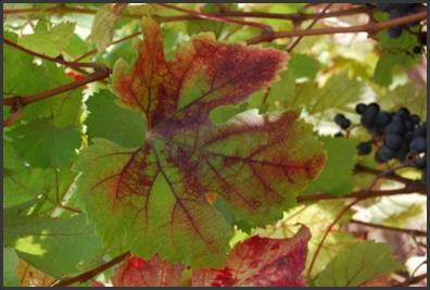 Introduction Grapevine red blotch-associated virus (GRBaV) Grapevine Red Blotch disease was first described in Cab Sauv, Zin and Cab Franc in New York and California (1) A DNA virus (GRBaV) was shown