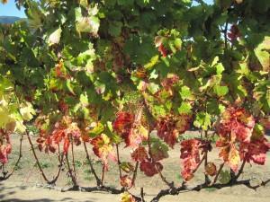 Introduction Grapevine Red