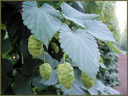 OSU has a long connection to hops 1932 Oregon largest hop producing region in the world with 34,594 acres (14,000 ha) Downy Mildew discovered in Oregon hop yards U.