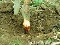 Fig. 4. Crop and symptoms associated with Phytophthora Crop Symptoms Apple In apple, Phytophthora spp. can attack both roots and trunk. Collar rot affects the scion portion of the tree.