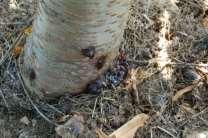 Cankers develop near the soil line and can extend both into the root and a short distance up the trunk. When the canker is cut, the tissue appears dead and brown and eventually darkens.