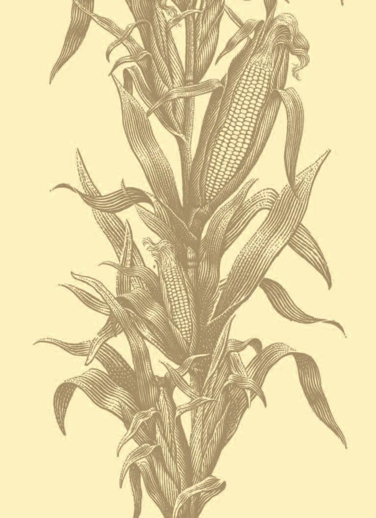 Our Roots Go Deep Founded in 1957, the National Corn represents approximately 36,000 dues-paying corn growers and the