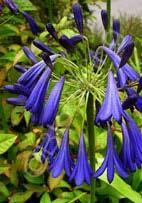 Agapanthus 'Storm Cloud' Lily of the Nile (Code: 7117) Spectacular deep blue-violet flower heads stand high above grassy green foliage,