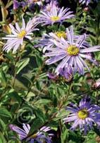 A ʺGreat Plant Pickʺ for the Pacific Northwest! (3ʺ x 12ʺ) Zn4. Aster lateriflorus (Symphyotrichum lateriflorum var.