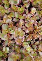appear in summer. It makes a nice drought tolerant groundcover. A ʺGreat Plant Pickʺ for the Pacific Northwest! (4ʺ x 12-18ʺ) Zn4.
