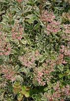 evergreen mat. Dark rose flowers in summer add color and drama to this popular groundcover selection.