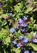 Caryopteris x clandonensis 'Dark Knight' Bluebeard (Code: 2349) Compact and showy deciduous shrub with profuse clusters of the deepest
