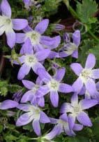 Campanula poscharskyana Adriatic Bellflower (Code: 2306) A lovely, vigorous perennial with blue starry flowers that bloom for months.