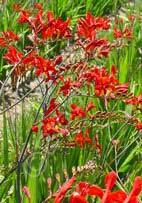 Crocosmia 'Lucifer' Montbretia (Code: 2455) Dramatic, deep red flowers line tall stately stems, with a strong upright, clumping habit.