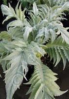Cynara cardunculus Cardoon (Code: 5108) Large silver-green, deeply-divided, spiny leaves are topped by 4-5ʺ glowing blue-violet