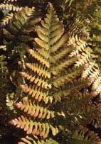 Dryopteris erythrosora Autumn Fern (Code: 5341) New growth is orange-bronze to copper and gradually fades to deep green by summer.