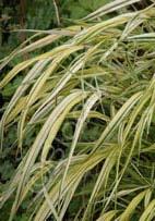 Hakonechloa macra 'Aureola' Japanese Forest Grass (Code: 6824) Bold creamy-yellow leaves are striped with green.