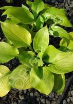 Hosta 'June' Plantain Lily (Code: 7110) Stunning golden leaves framed with wide blue-green margins, shine in the shade garden.