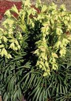 evergreen leaves, late winter through spring. A ʺGreat Plant Pickʺ for the Pacific Northwest! (30ʺ x 30ʺ) Zn5.