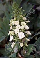 Hydrangea quercifolia 'Snow Queen' Oakleaf Hydrangea (Code: 4769) Bold, cone-shaped panicles of large sterile, white florets gradually deepen to