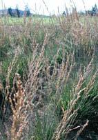 Molinia caerulea 'Moorflamme' Purple Moor Grass (Code: 6994) Airy clouds of dark flowerheads on fine 2ʹ stems dance above a compact