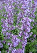 Nepeta x faassenii 'Walkers Low' Catmint (Code: 6362) A profusion of violet-blue flowers top soft gray-green foliage repeatedly late