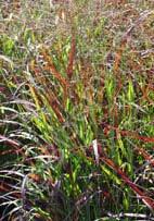 Panicum virgatum 'Rotstrahlbusch' (Red Ray Bush) Switchgrass (Code: 5162) Airy crimson flowerheads dance atop red-tipped blades.