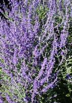 Perovskia atriplicifolia 'Little Spire' Russian Sage (Code: 3267) A shorter version of the award winning Russian Sage that remains upright