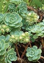 Sedum kamtschaticum 'Takahira Dake' Kamschatka Stonecrop (Code: 4435) Vibrant green succulent leaves have scalloped edges.