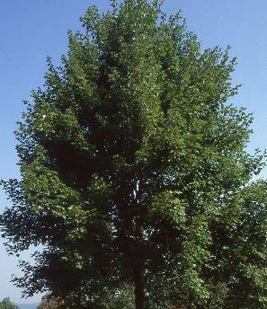 Well-known as a swamp tree, but also grows well on upland sites.
