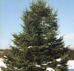 Full sun - light shade Dry - wet 50 /30 3-9 Eastern Red Cedar (Juniperus