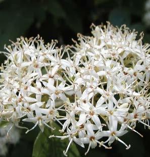Clusters of small white flowers, good fall color. Shade tolerant.