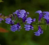 Great Blue Lobelia (Lobelia syphilitica) Late summer beauty with sturdy spire of blue flowers on leafy stem. Easier to grow than related cardinal flower.