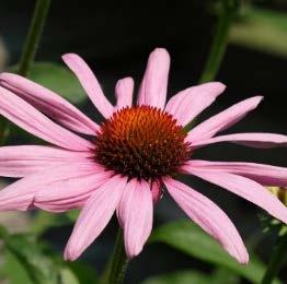 Full sun Dry - moist, flood and drought tolerant 36-48 3-9 Purple Coneflower (Echinacea purpurea) This popular garden perennial with its many cultivars is actually a native wildflower often found on