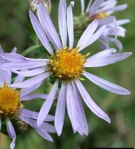 Full sun - partial shade Moist, well drained 24-36 4-9 Smooth Blue Aster (Symphyotrichum laeve) Native asters are a valuable late summer resource for butterflies and pollinators.