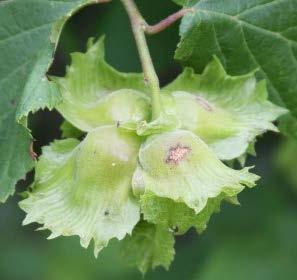 Full sun Dry - moist 5 /10 4-8 Buttonbush (Cephalanthus