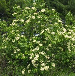 Nannyberry (Viburnum lentago) Large multi-stemmed shrub. Can be trained into small single-stemmed tree.
