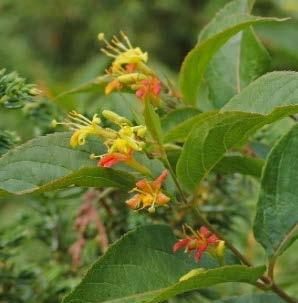 Fine urban shrub because of high salt tolerance and resistance to insects and diseases.