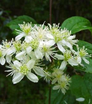 Virginia Virgin s Bower (Clematis virginiana) Vigorous clematis with small white flowers, blooming in late summer.