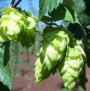 flavor beer. Vigorous twining vine with handsome multi-lobed leaves. Dies back to perennial rhizome in fall.