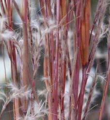 by flowering stems. Shades of red, gold, orange and copper in fall.