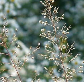 Full sun Dry - moist, well drained 1-3 3-9 Bottlebrush grass (Elymus hystrix)