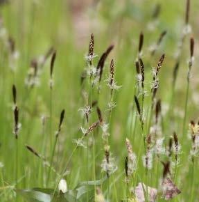 Pennsylvania Sedge (Carex pensylvanica) Sometimes used for lawns, this low-growing sedge